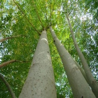 شجرة المورينجا